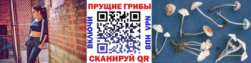 Псилоцибиновые грибы GOLDEN TEACHER  закладка  Советская Гавань 